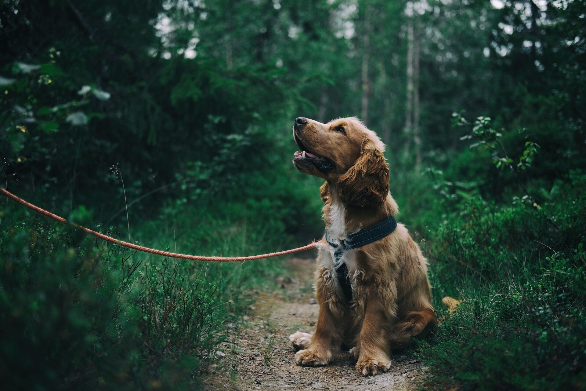 praktijk veerkracht contact hond in bos